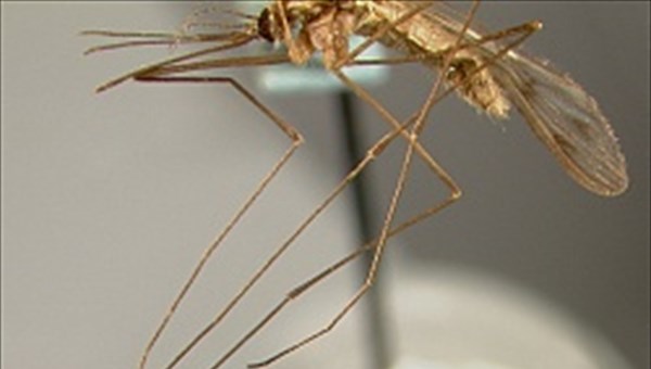 Эксперт: томские комары не могут переносить лихорадку Зика