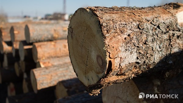 Томич обвиняется в незаконной вырубке леса на 3,1 млн руб