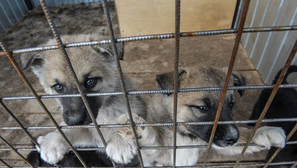 Человек собаке друг: как в Томске живут отловленные бездомные животные