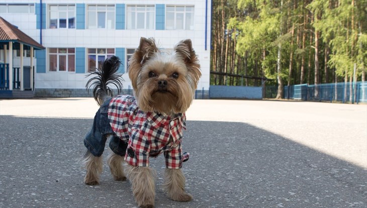 Власти Томска запретят выгул собак в скверах у ТЮЗа и Белого озера