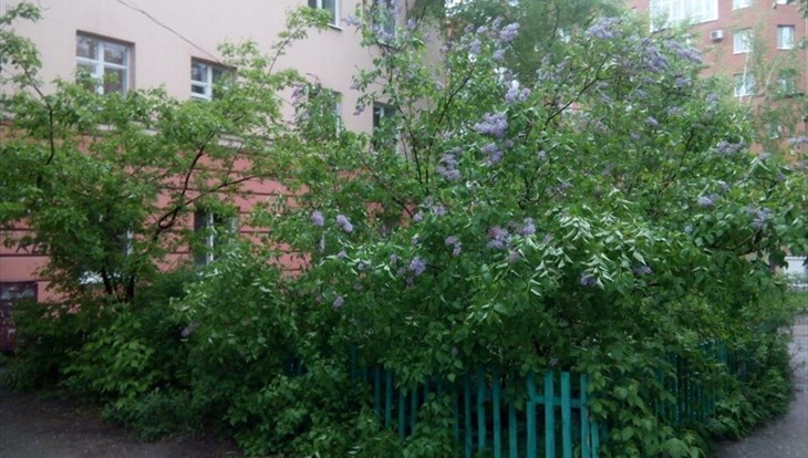 Небольшое потепление и гроза ожидаются в Томске в четверг