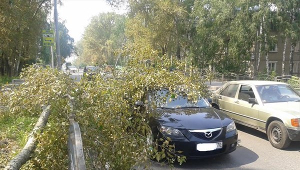 Тополь упал на остановившуюся перед светофором машину в Томске