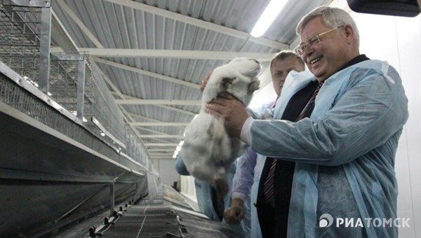 Мясо кроликов с томской фермы появится в магазинах в сентябре