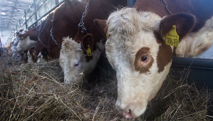Высокотехнологичная молочная ферма открылась в томском селе Туендат
