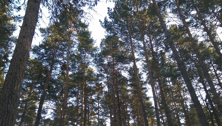Власти Томска хотят сделать парк в Сосновом Бору