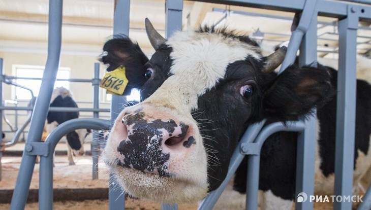 На коров не ругаться: как на томской ферме искоренили мат