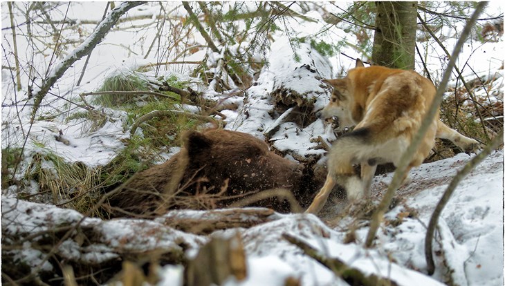 Охота на бурого медведя в Томской области начнется 21 марта