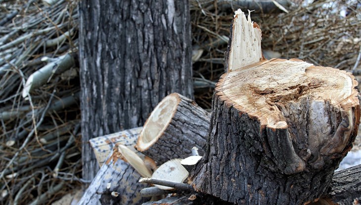 "Черные лесорубы" спилили под Томском деревьев на 8 млн руб