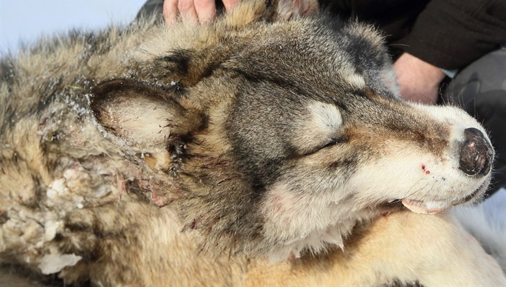 Эксперт: волки в Бакчарском районе опасны для "краснокнижных" оленей