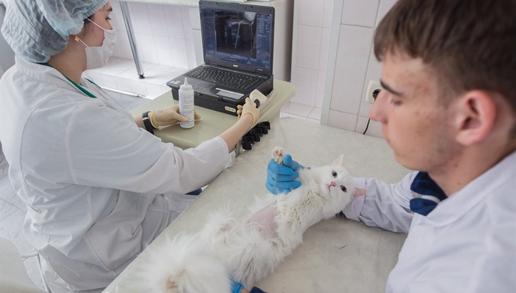 Томский фонд помог малоимущим стерилизовать более 150 собак и кошек