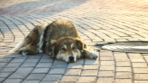 Бездомных собак раздадут томичам в День защиты животных