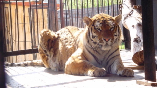 Напавший в Барнауле на школьницу тигр вернется в Северск летом