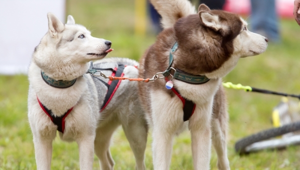 Первый в Томске благотворительный забег с собаками пройдет в мае