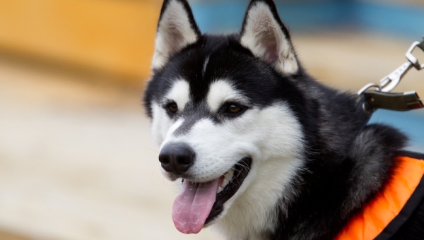 Еще одна площадка для выгула собак появится в Томске в 2019 году