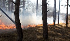 Более 1 тыс га томских лесов пострадало от пожаров в 2024г