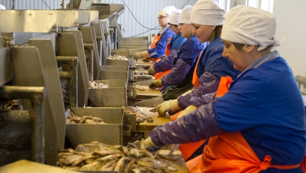 Рыбоконсервному заводу на томском севере в 2023г не хватило рыбы в Оби
