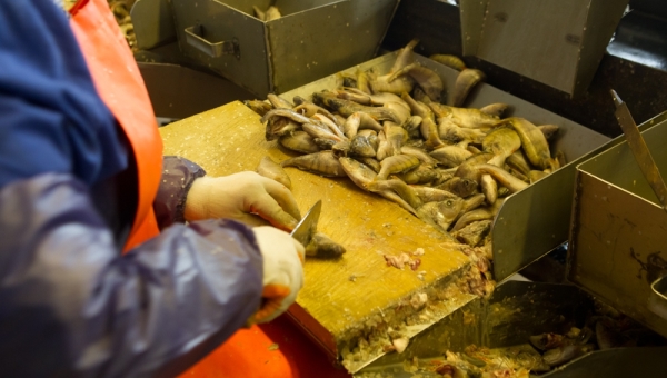 Налогов от рыбной отрасли в томском бюджете с 2012г стало втрое больше