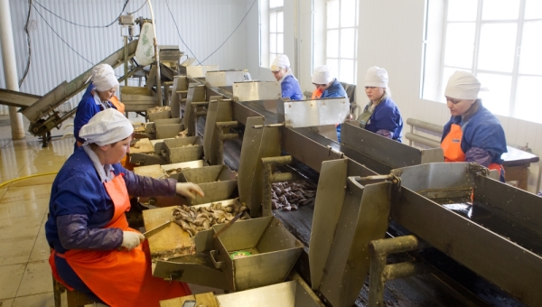 Власти: Александровский рыбозавод готовится возобновить производство