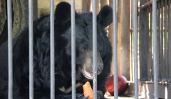 Случаи нападения животных на людей в зоопарках и частных вольерах РФ