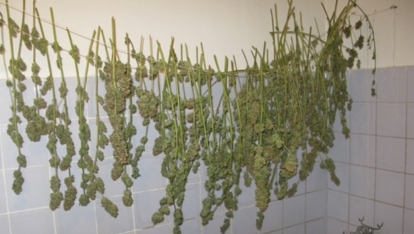 где купить марихуану томск где купить марихуану томск