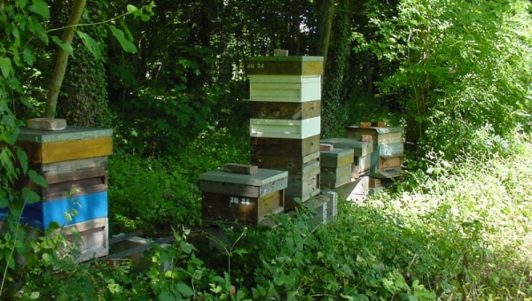 Томские ученые создают цветочные конвейеры для пчел