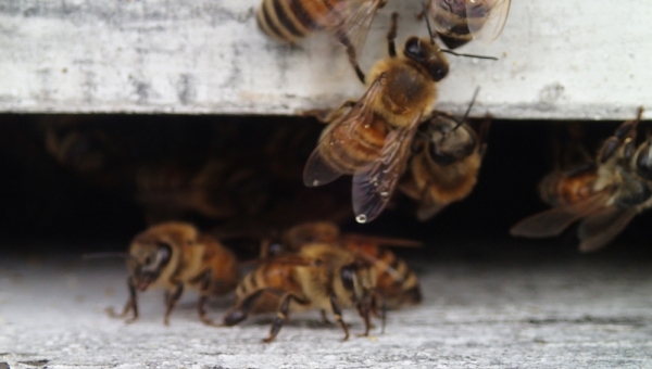 Томские власти надеются, что новый закон выведет пчеловодов из тени