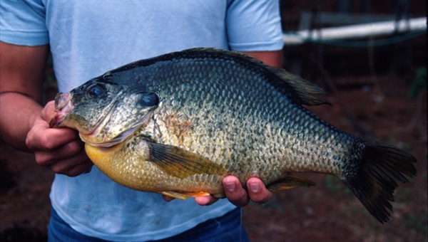Большая рыба: известные томичи о своем самом удачном улове