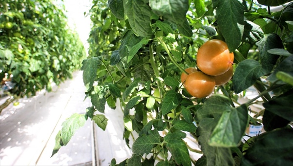 Ученые ТГУ научились закалять томаты и кукурузу разноцветными лампами
