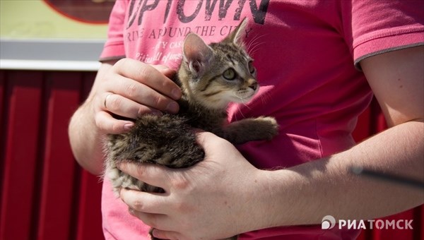 Почти половина кошек нашла хозяев на ярмарке-раздаче животных в Томске