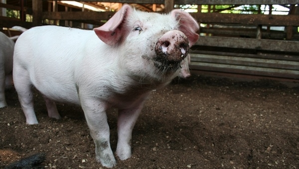 Более 300 кг свиного сала из Омской области уничтожено в Стрежевом
