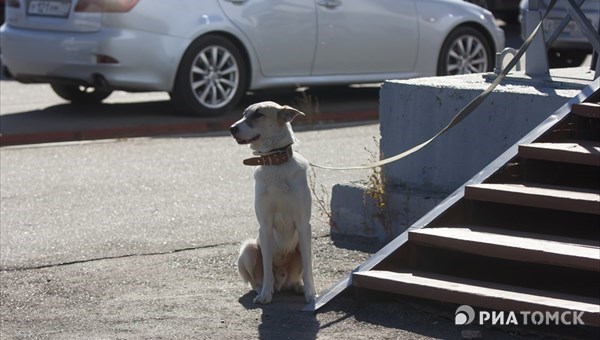 Мэр: власти предложат томичам обустроить собачьи площадки за свой счет