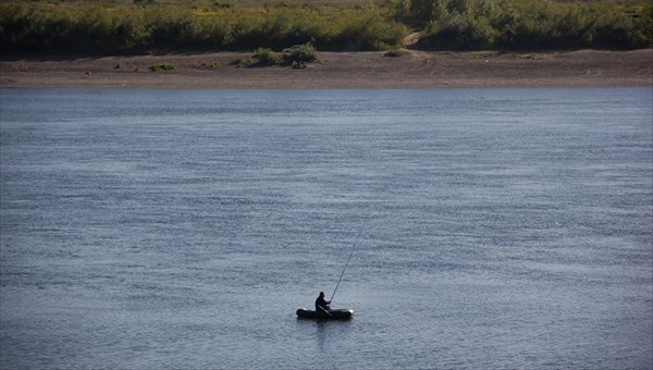 Эксперты полагают, что в Оби формируется особое стадо томской пеляди