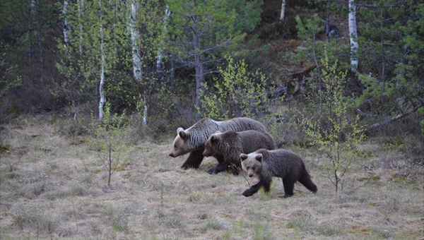 Три медведя поселились на свалке в томском селе и пугают граждан