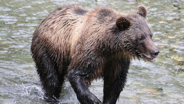 Эпидемия трихинеллеза грозит медведям-каннибалам в Томской области