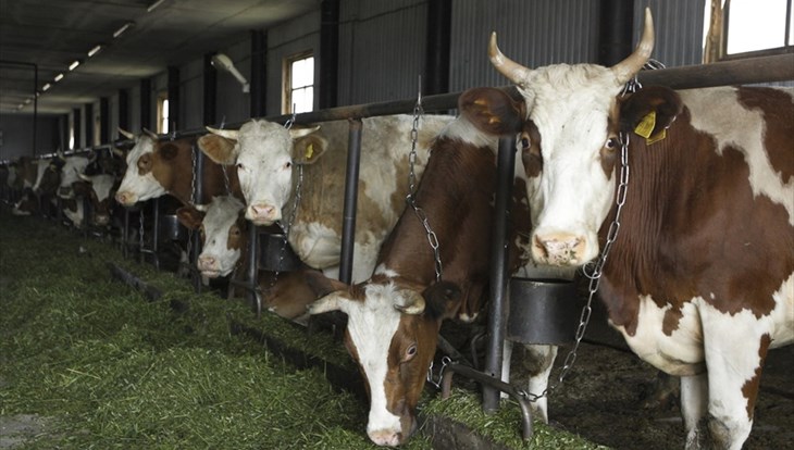 Коровы, из молока которых готовят брынзу, прибыли на томскую ферму
