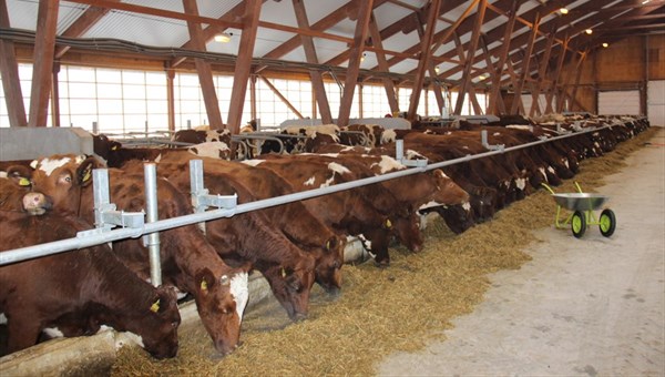 Ферма с молочным шаттлом и электродоилками открылась под Томском