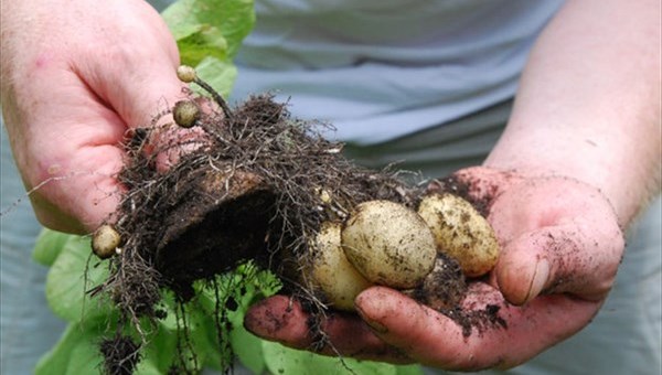 Эксперт: разработки ученых ТГУ нужно приблизить к картофельному полю