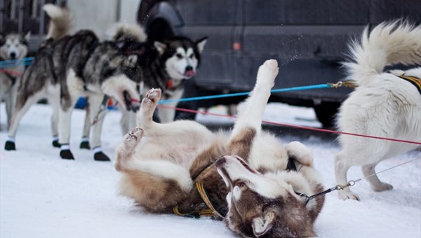 Гонки на собачьих упряжках вновь пройдут в Томске в 2015г