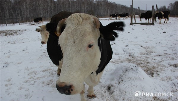 Жителей Черной Речки просят вывезти скот из-за угрозы разлива Томи