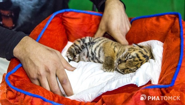 Цирковая тигрица родила не одного, а троих котят на гастролях в Томске