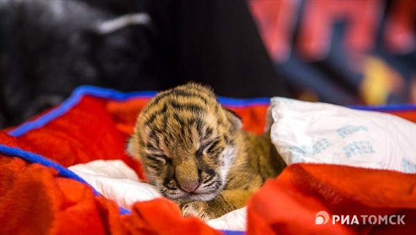Цирковая тигрица родила не одного, а троих котят на гастролях в Томске
