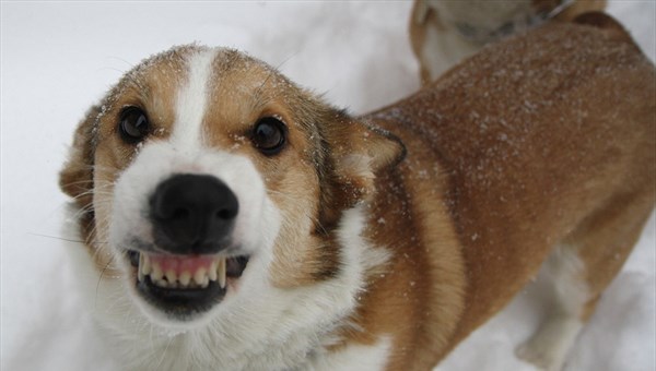 Зубастые и опасные: почему в Томске не отстреливают бродячих собак