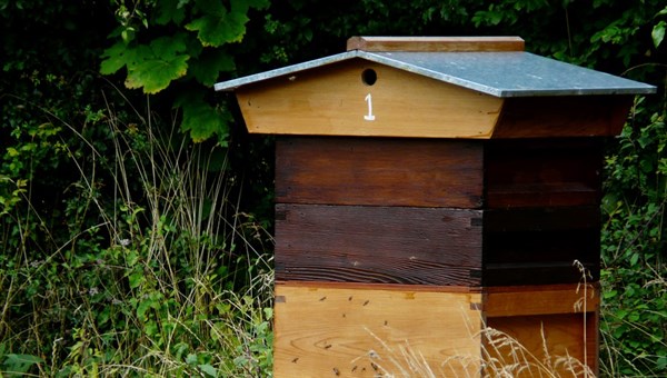 Ученые ТГУ выяснят, почему пчелы в Сибири болеют реже, чем в Европе