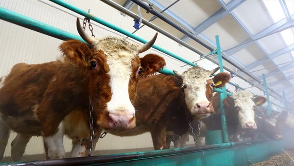 Ферма в Асиновском районе начнет производить молоко для сыров в 2017г