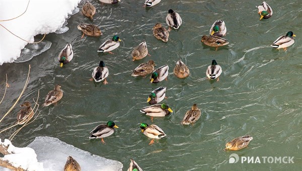 Зоолог рассказал, как помочь пережить мороз уткам, зимующим в Томске