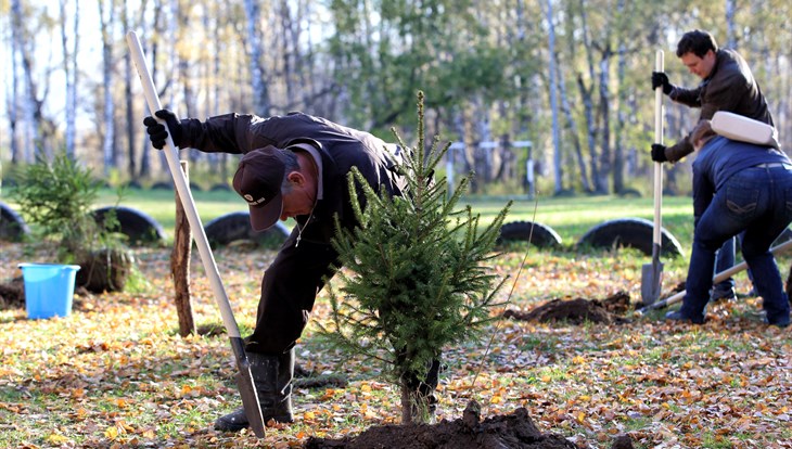 Подрядчики высадят в Томске 12,6 тыс деревьев и кустарников в 2021г