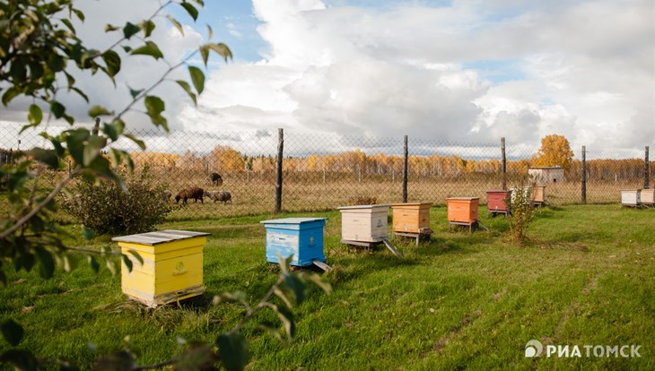 Более 11 тысяч пчелиных семей официально проживают в Томской области