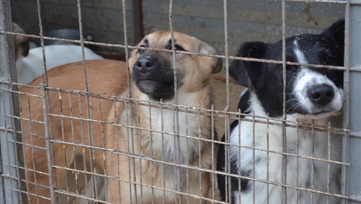 Новый приют для собак разместится недалеко от трассы Томск–Асино