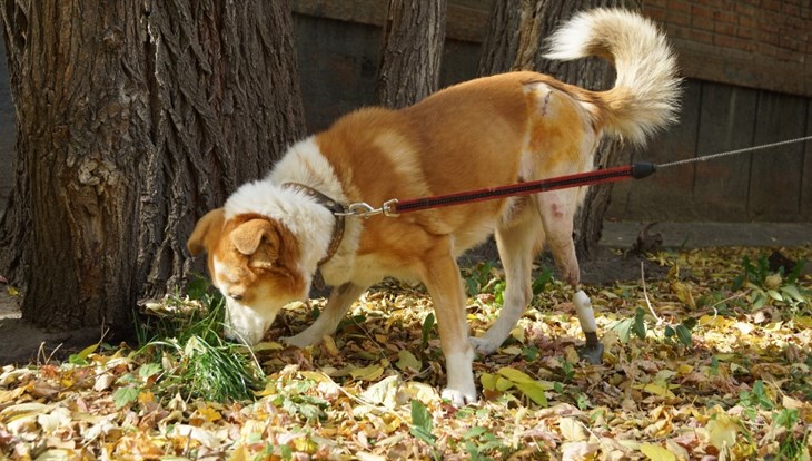 Новосибирский пес получил уникальный протез благодаря технологии ТПУ
