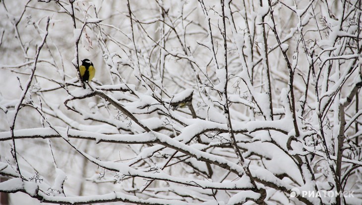 Вторая декада января в Томской области ожидается теплой и снежной